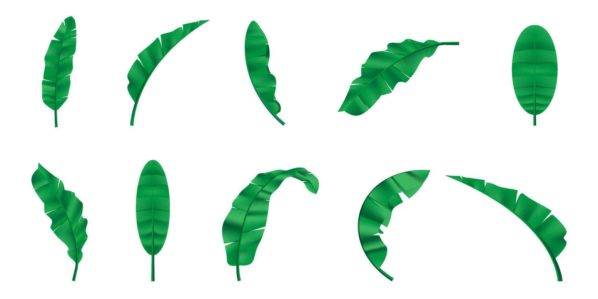 collection of pictures of banana leaves vector