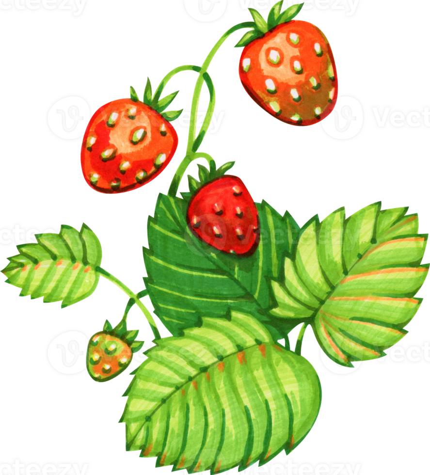 Botanical marker sketch - forest strawberries. Watercolor style Illustration png