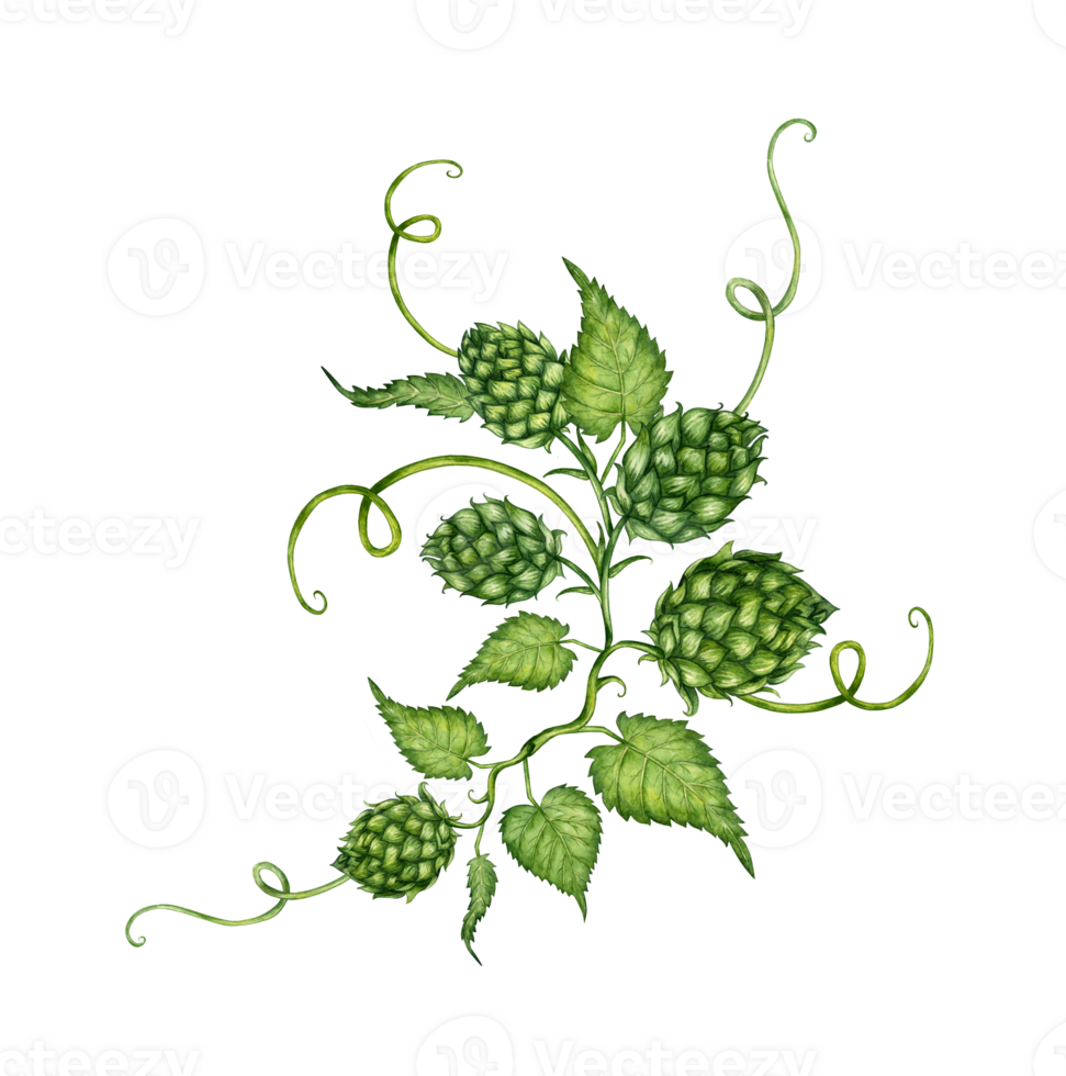 Watercolor illustration of a branch of fresh green hops with leaves and cones for use in the brewing industry. Isolated malt. Compositions for posters, cards, banners, flyers, covers, playbills png