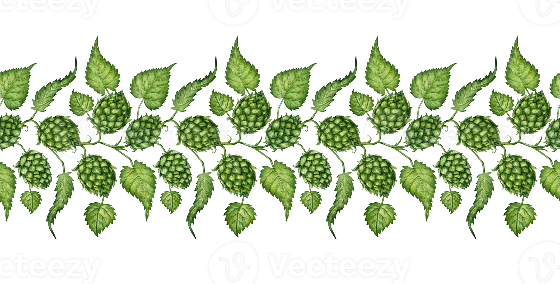 Watercolor illustration of a horizontal pattern of a branch of fresh green hops for use in the brewing industry. Isolated malt. Compositions for posters, cards, banners, flyers, covers, playbills png