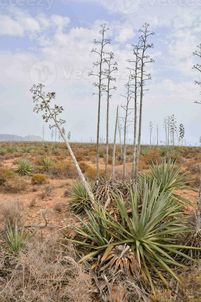 a desert with plants growing in the middle of it photo