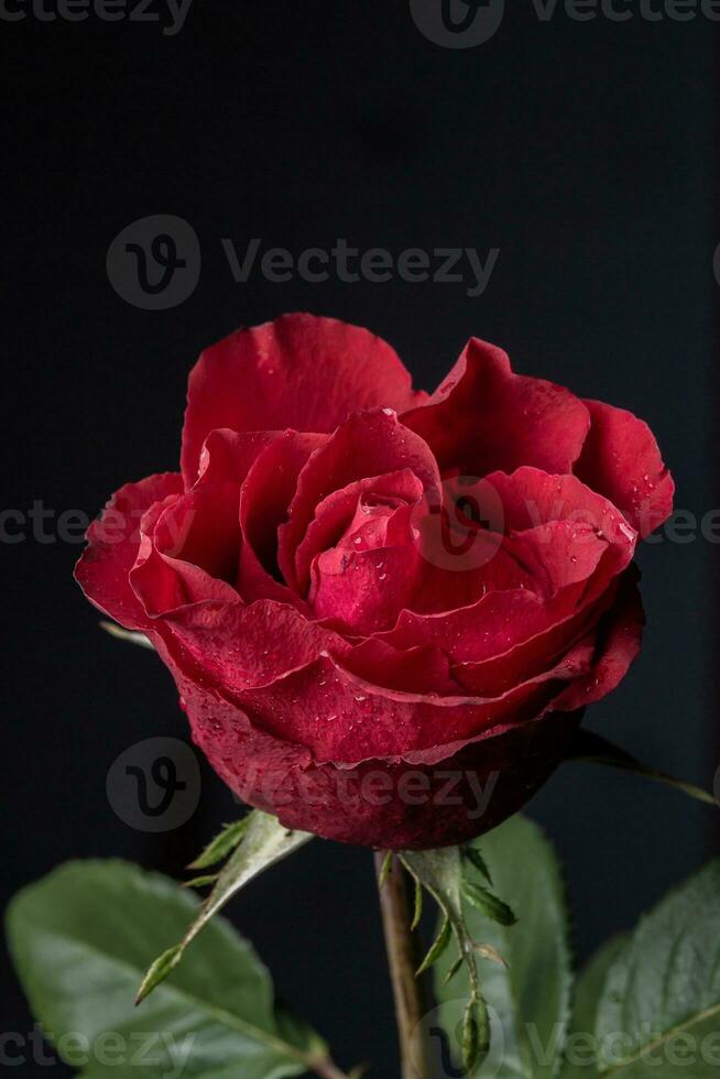 Red rose on a black background. Close-up. Studio photography. photo