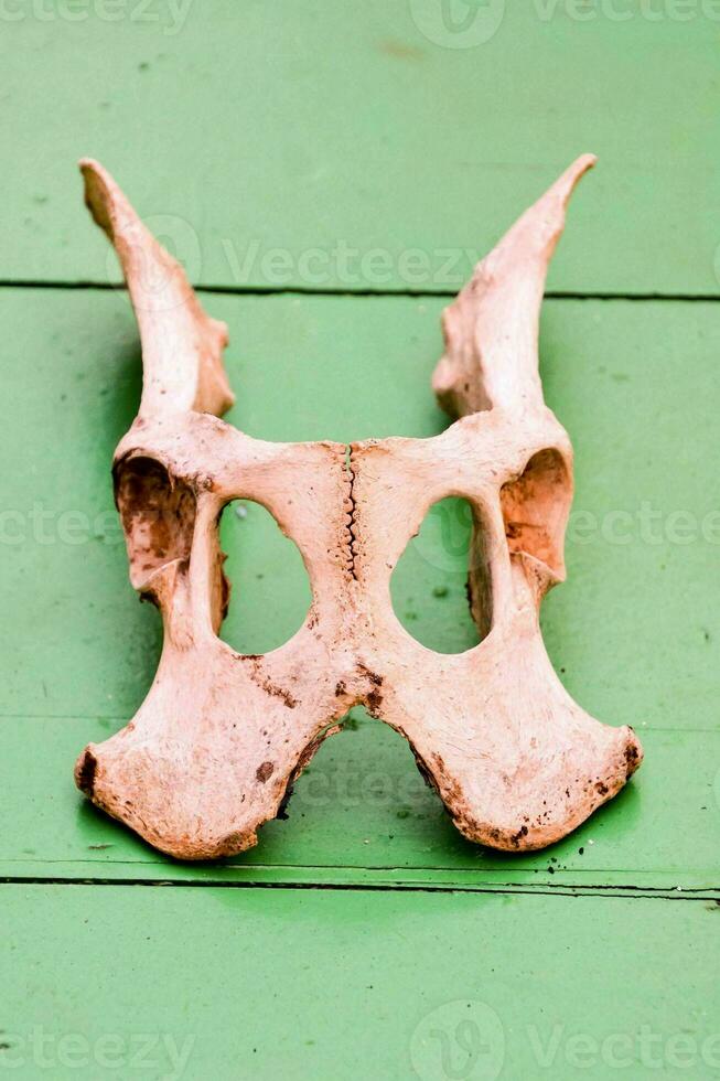 a skull with a large hole in it photo