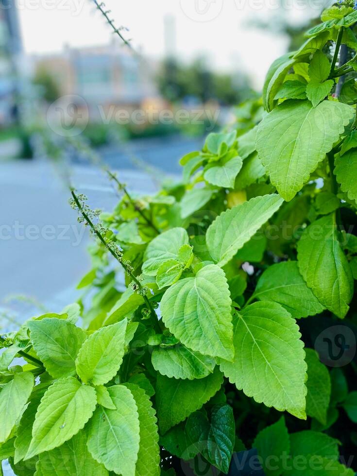 Green leaves on the street in the summer. Shallow depth of field. photo