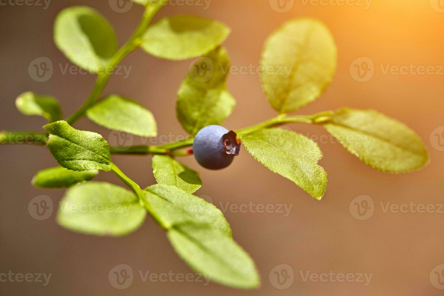 Ripe and ready wild blueberries on the bush - selective focus photo