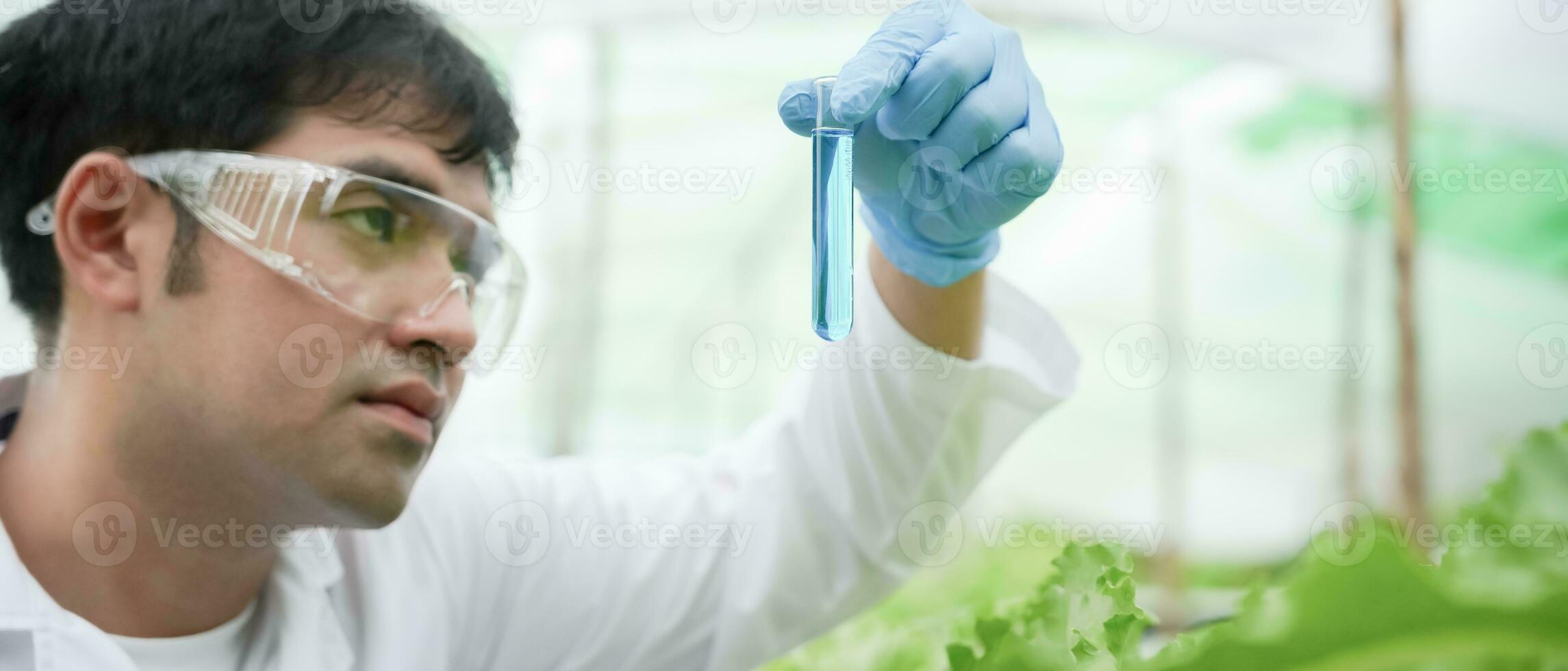 Organic farming, salad farm. Science farmers are checking water conditions during planting, checking for pesticide residues. Hydroponics vegetable, Ecological Biological, Healthy, Vegetarian, ecology photo