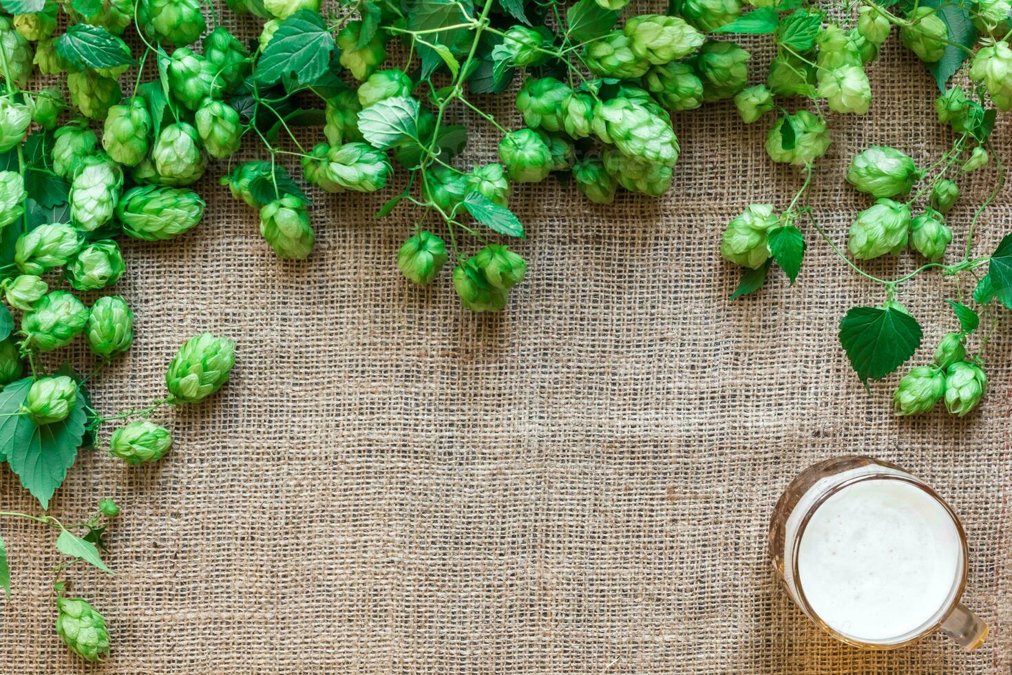 Green Fresh Hops with Wheat and Beer as copy space frame text area on sackcloth background photo