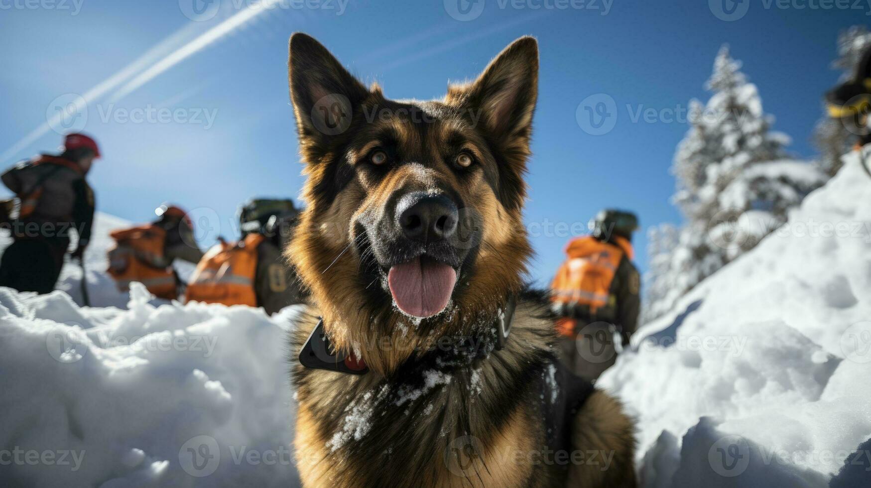 Rescue dogs diligently searching snowy terrain during alpine rescue mission photo