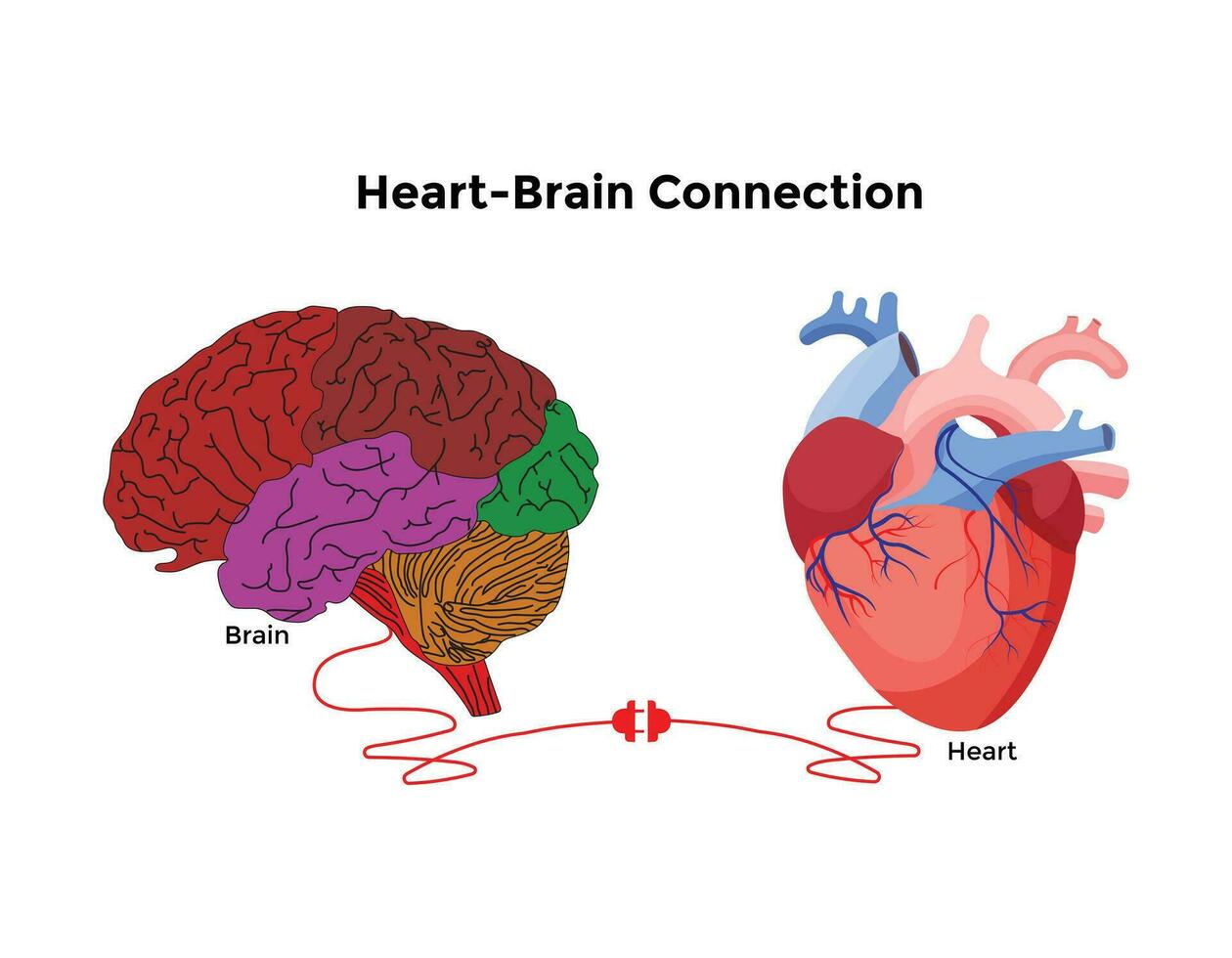 Brain and Heart interactions concept best teamwork vector