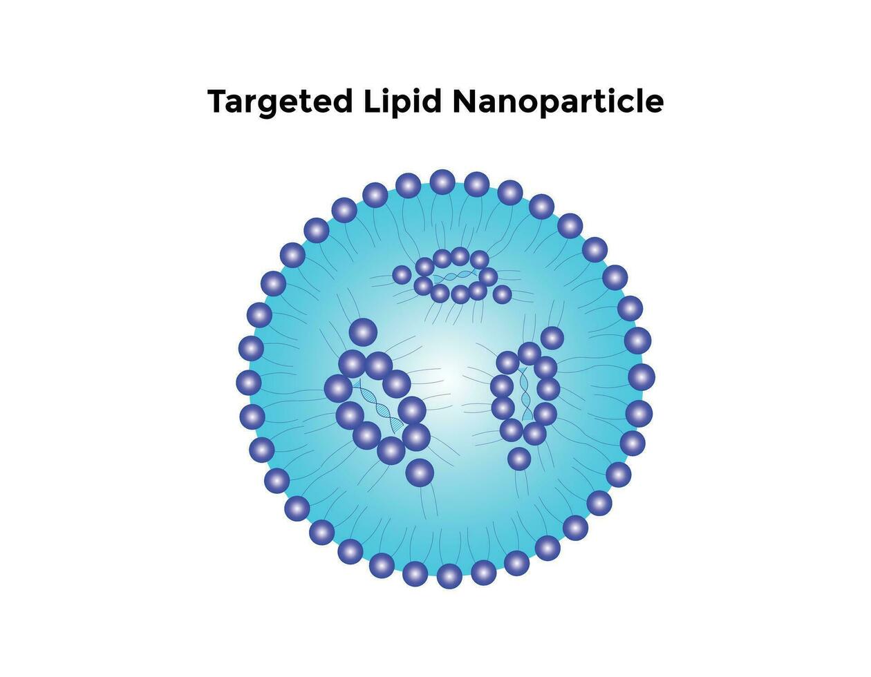 Targeted Lipid Nanoparticle Science Design Vector Design Illustration