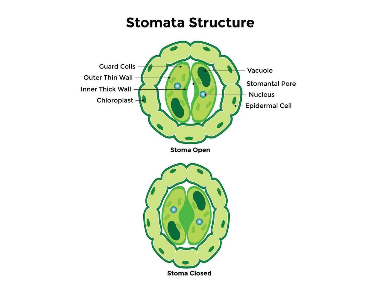 Stomata opening and closing vector illustration. Labeled educational scheme