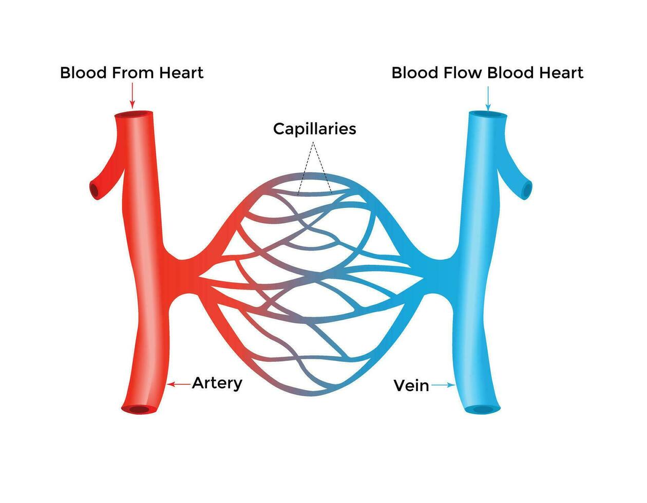 Blood vessels scheme with heart and cells flow direction vector illustration