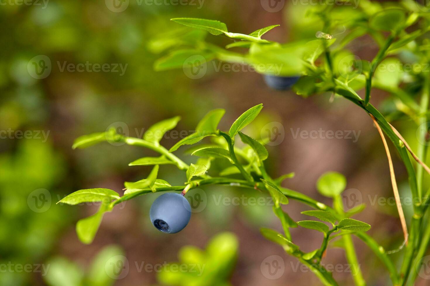 Ripe and ready wild blueberries on the bush - selective focus photo