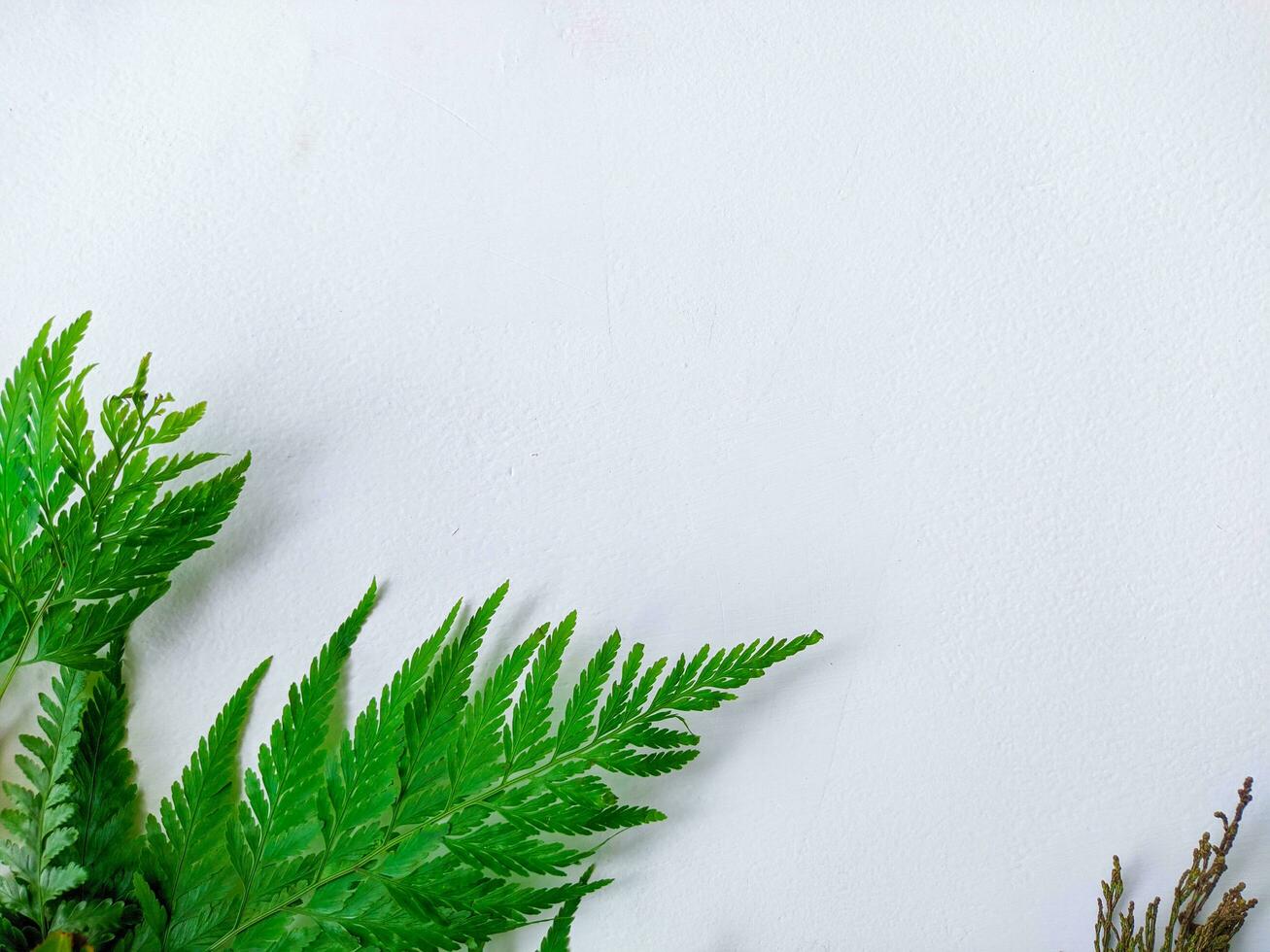 wooden background or white walls decorated with white flowers and green leaves with white space photo