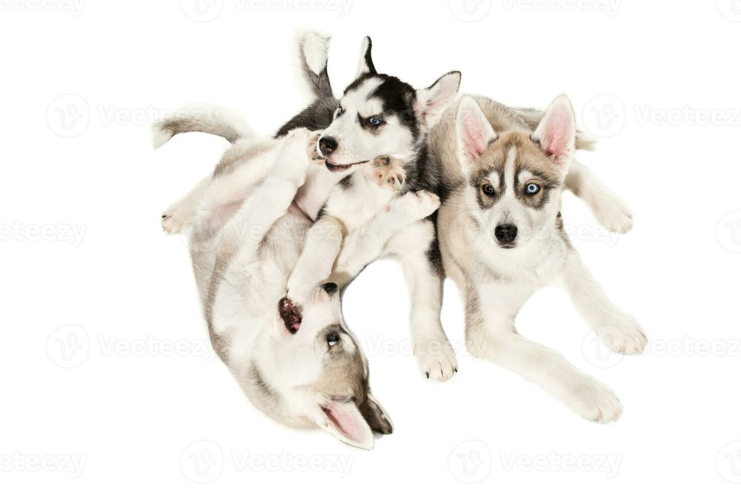 Group of happy siberian husky puppies on white background photo