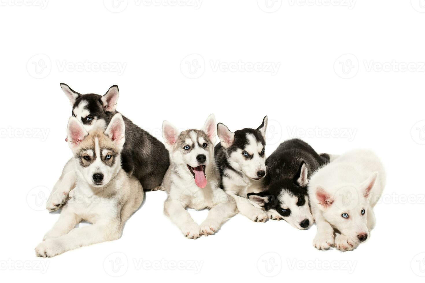 Group of happy siberian husky puppies on white background photo