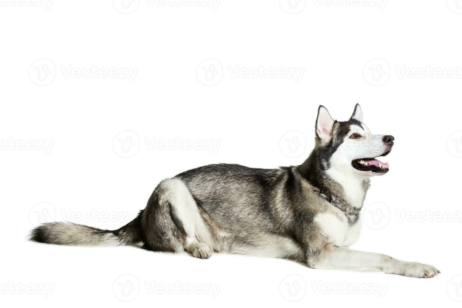 Alaskan Malamute lying on the floor, sticking the tongue out, isolated on white photo