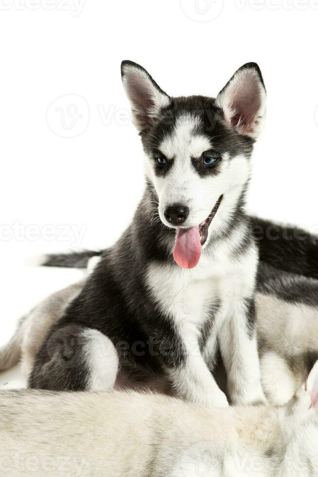 Cute Siberian husky puppies on white background. photo