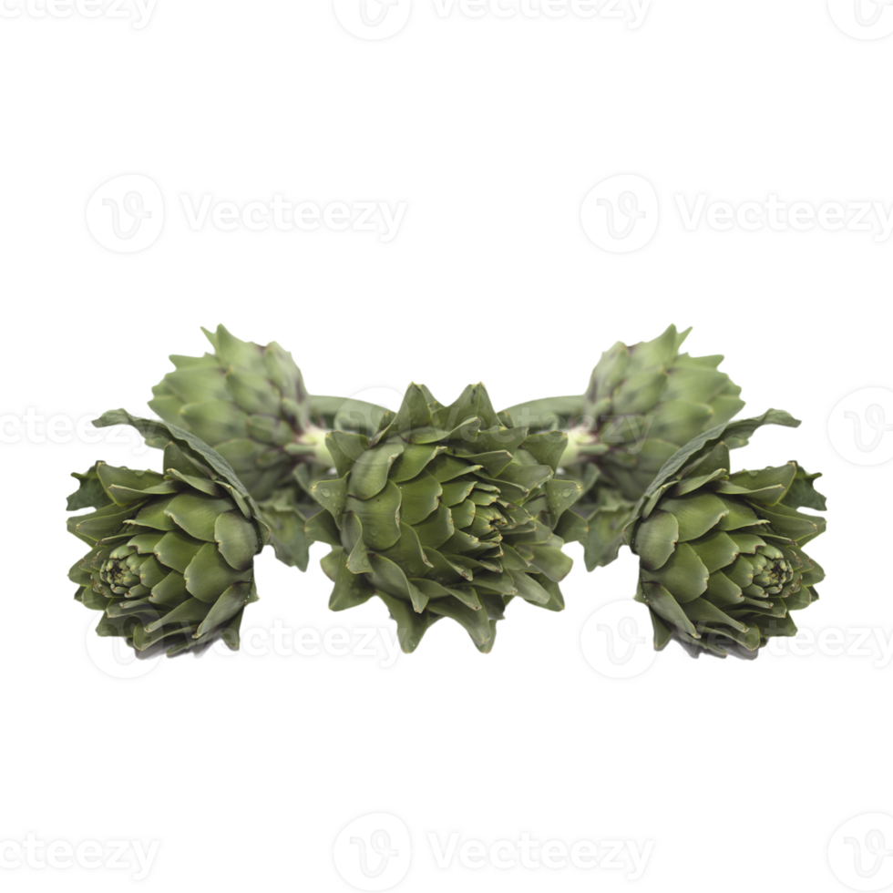 Roman artichokes harvested 34230227 PNG