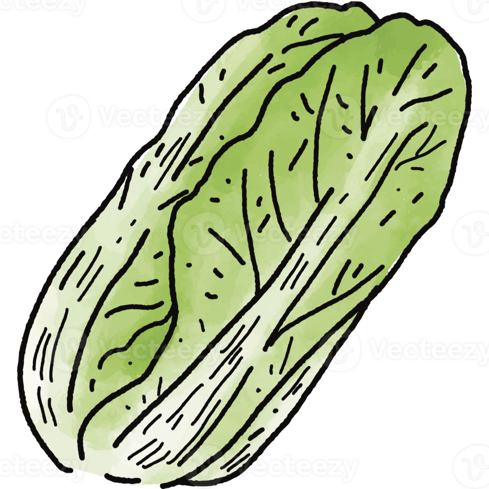 Chinese cabbage illustration. Doodle vegetable. food ingredient. menu board png