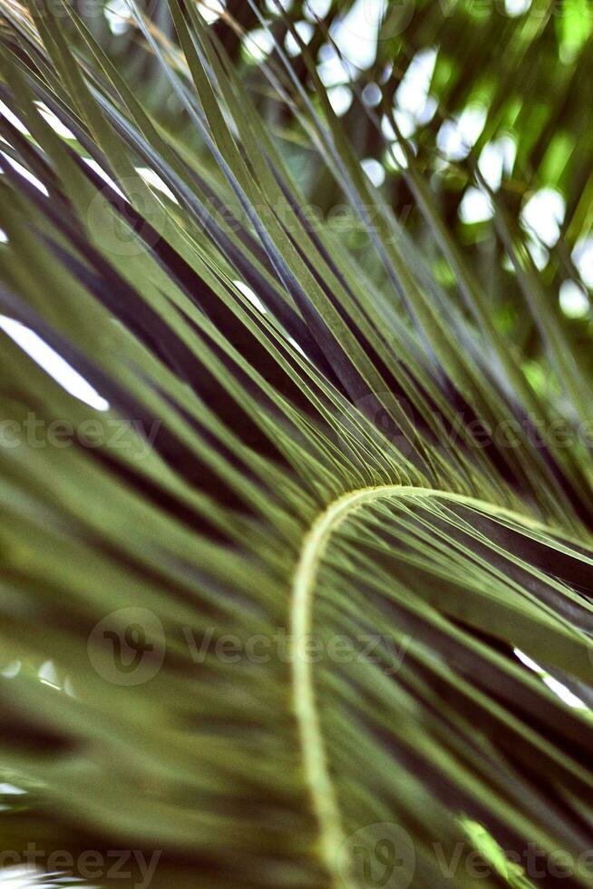 Close up of palm leaves. Abstract striped natural green background. photo