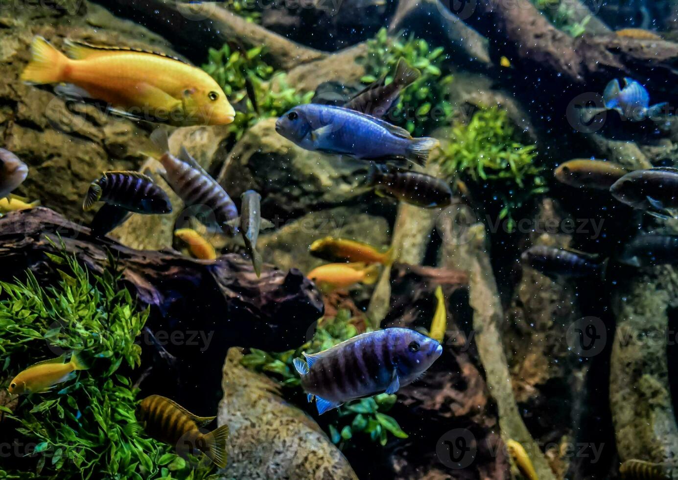Fish in the acquarium photo