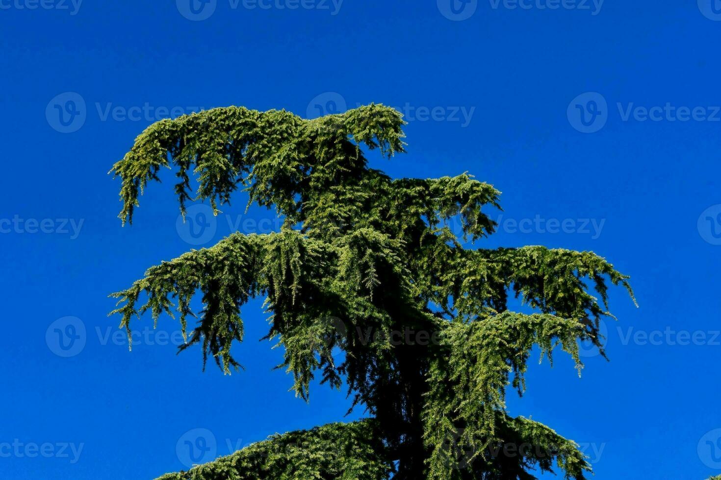 alto hojas perennes árbol foto