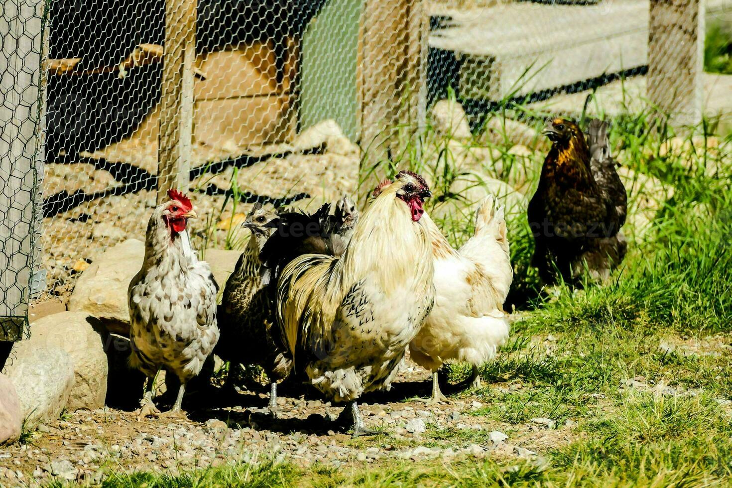 rebaño de pollos foto