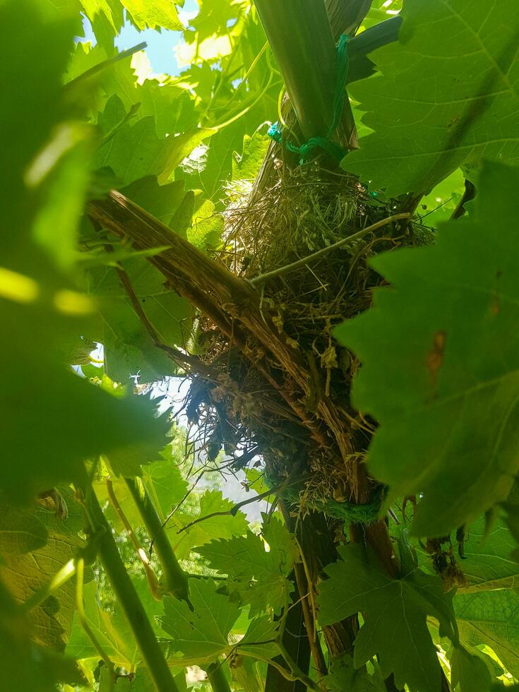 Bird nest in the middle of nature photo