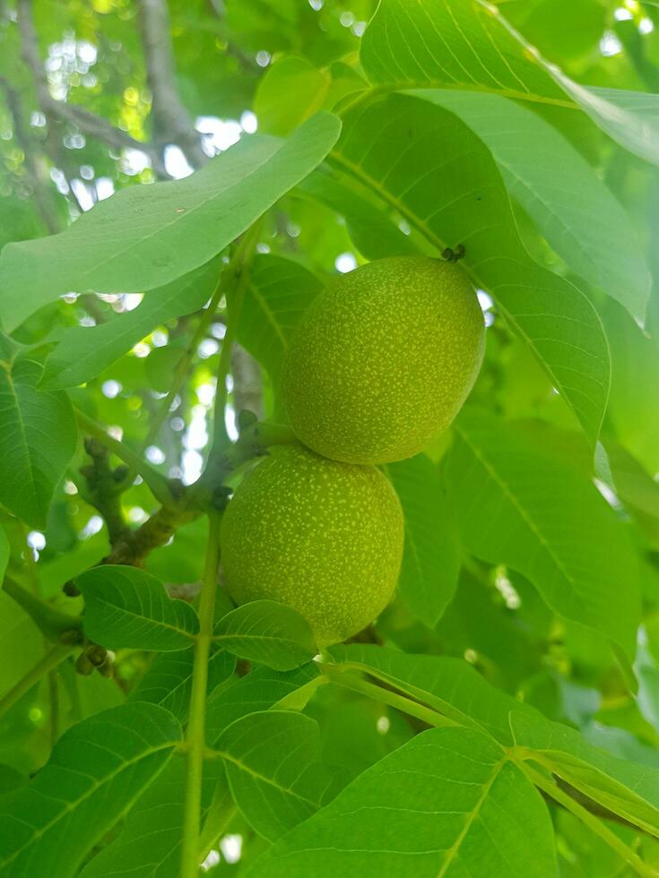 Close up of two walnuts photo