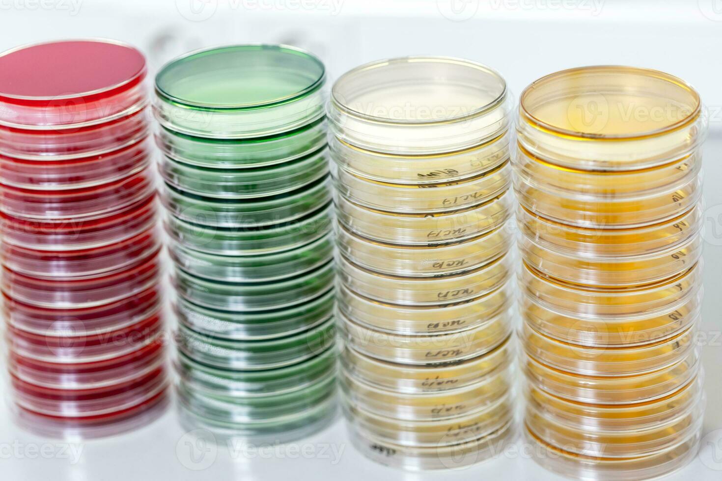 petry platos en laboratorio mesa foto