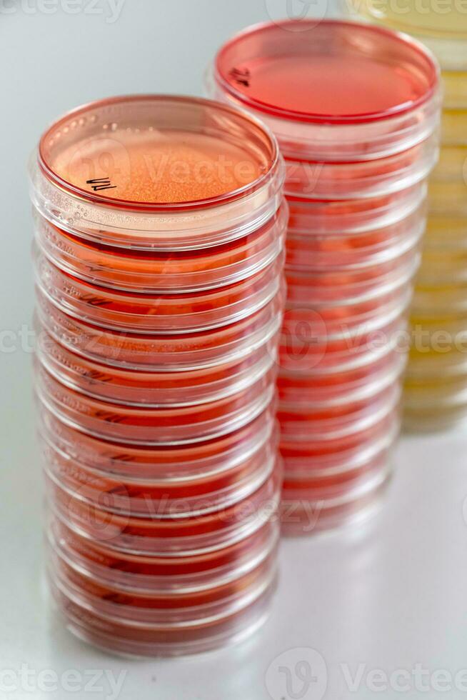 Red and yellow petri dishes stacks in microbiology lab on the bacteriology laboratory background. photo