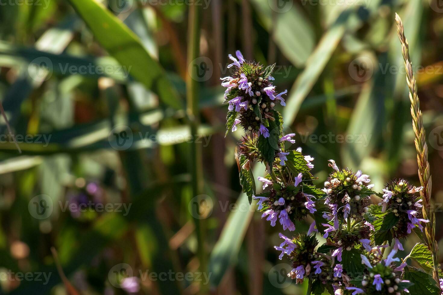 Black horehound or Ballota nigra, medicinal plant. The plant has antispasmodic, sedative and tonic properties. photo