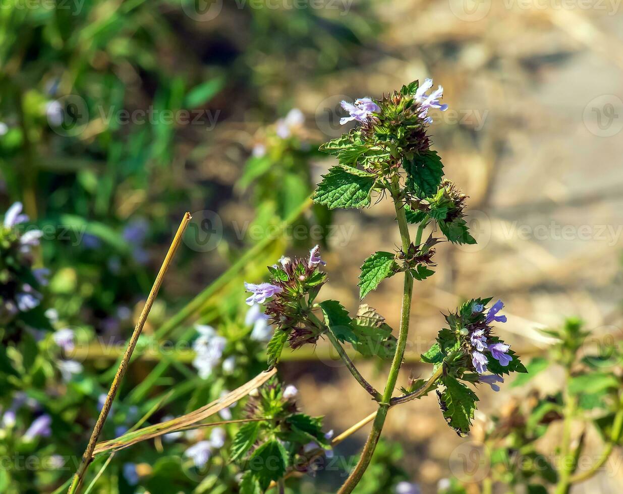 Black horehound or Ballota nigra, medicinal plant. The plant has antispasmodic, sedative and tonic properties. photo