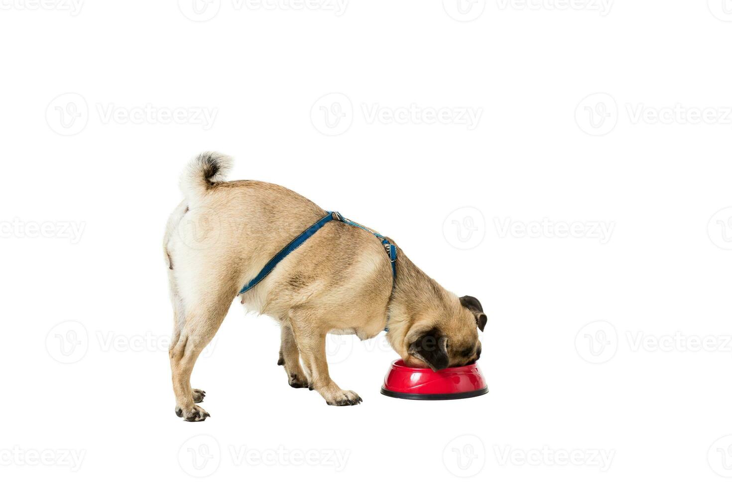 Pug dog isolated on white background photo