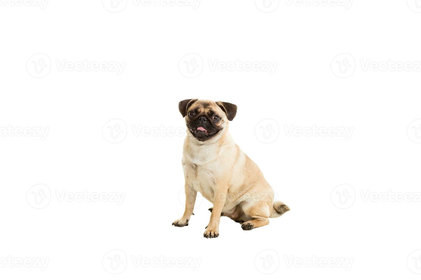 Pug dog isolated on white background photo