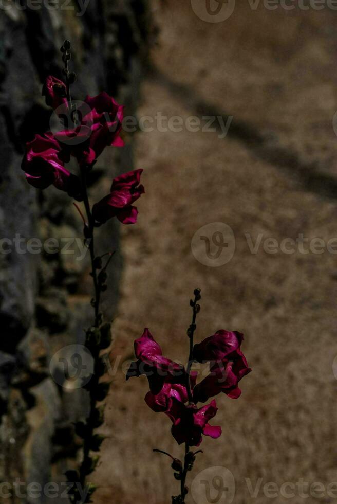 two pink flowers are in front of a stone wall photo