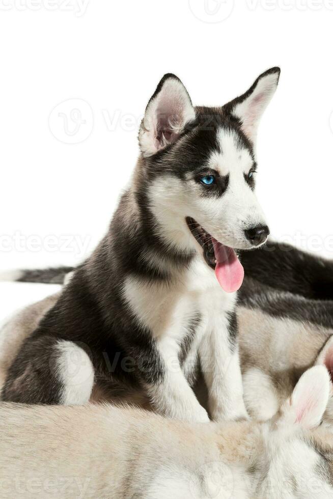 group of happy siberian husky puppies on white photo