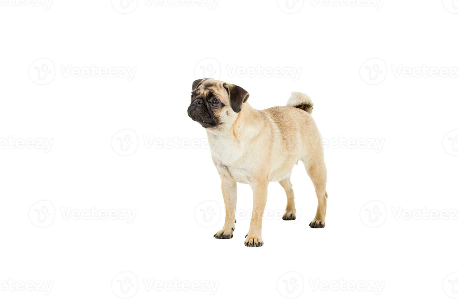 Pug dog isolated on white background photo