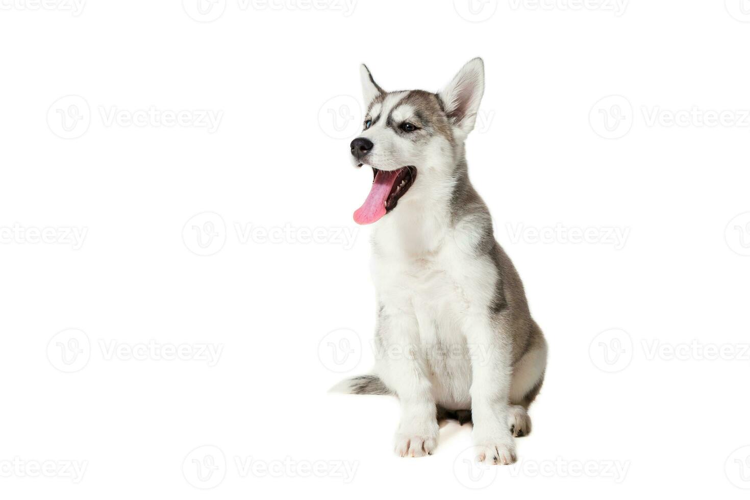 Siberian Husky puppy isolated on a white background photo