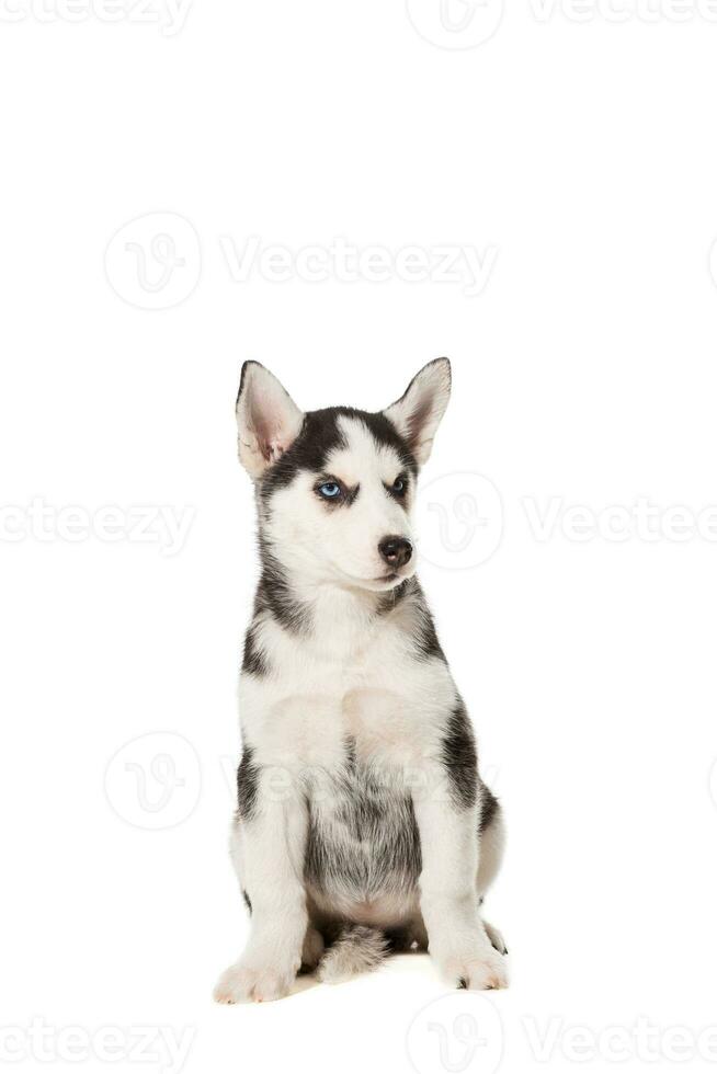 Siberian Husky puppy isolated on a white background photo