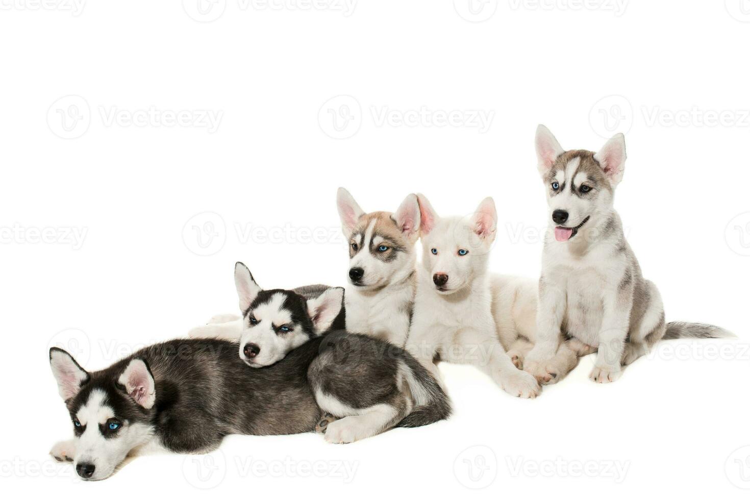 group of happy siberian husky puppies on white photo