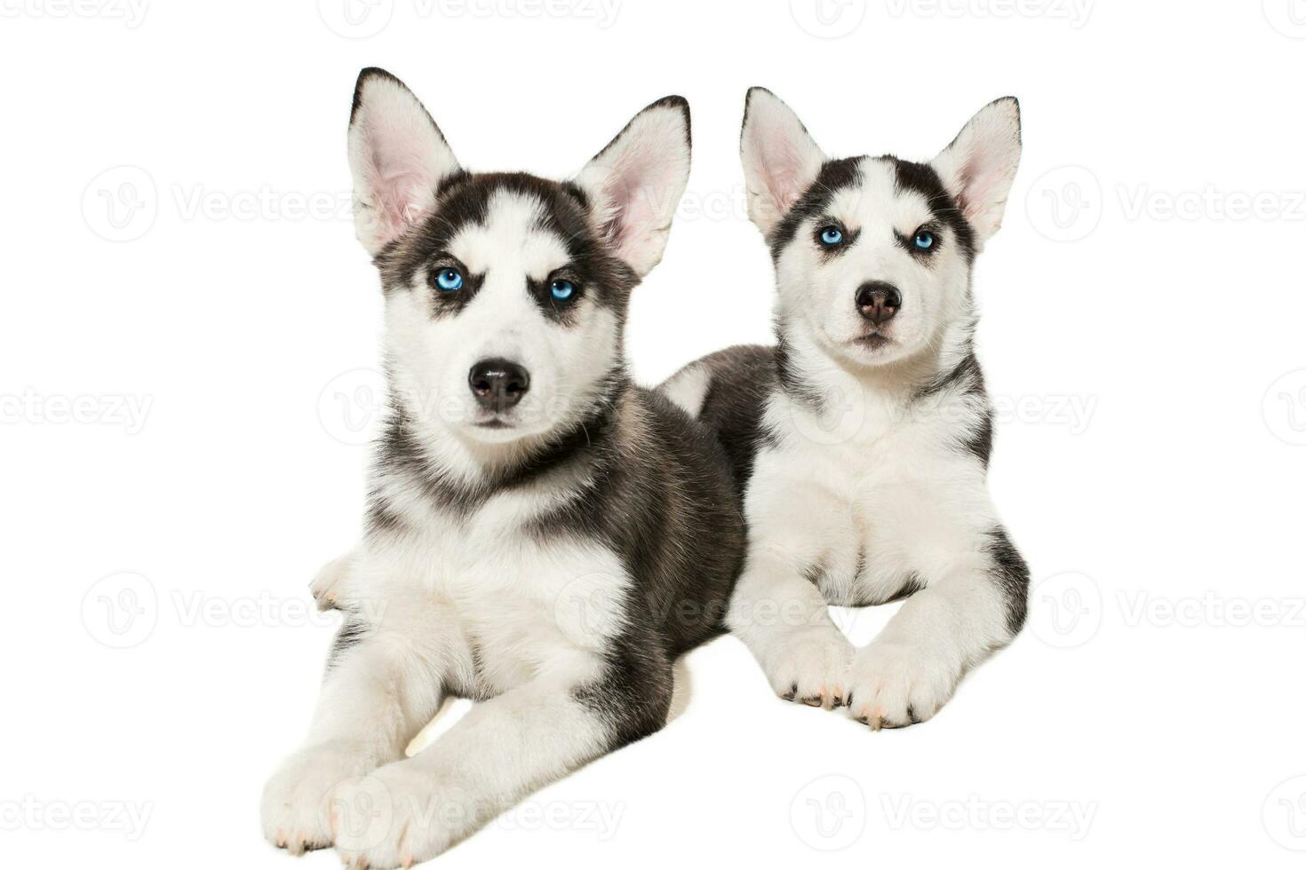 dos pequeño linda perrito de siberiano fornido perro con azul ojos aislado foto