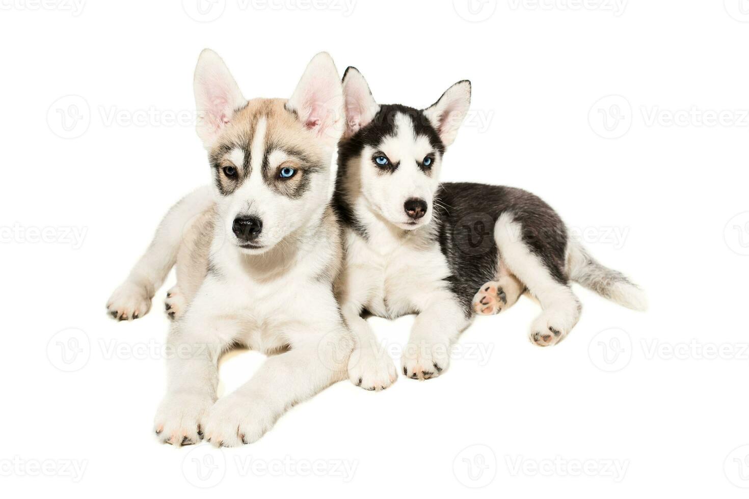 Cute little husky puppy isolated on white background photo