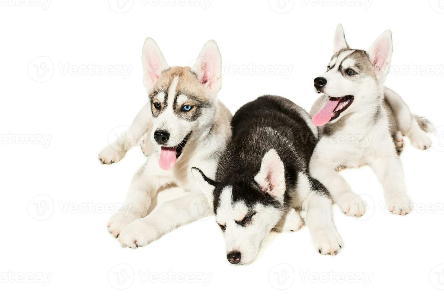 Siberian Husky puppies photo