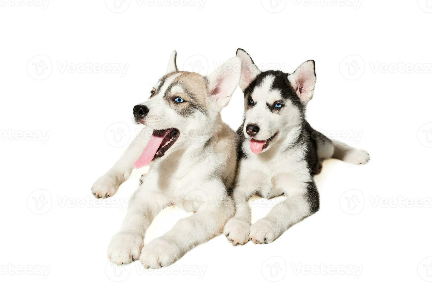 two little cute puppy of Siberian husky dog with blue eyes isolated photo