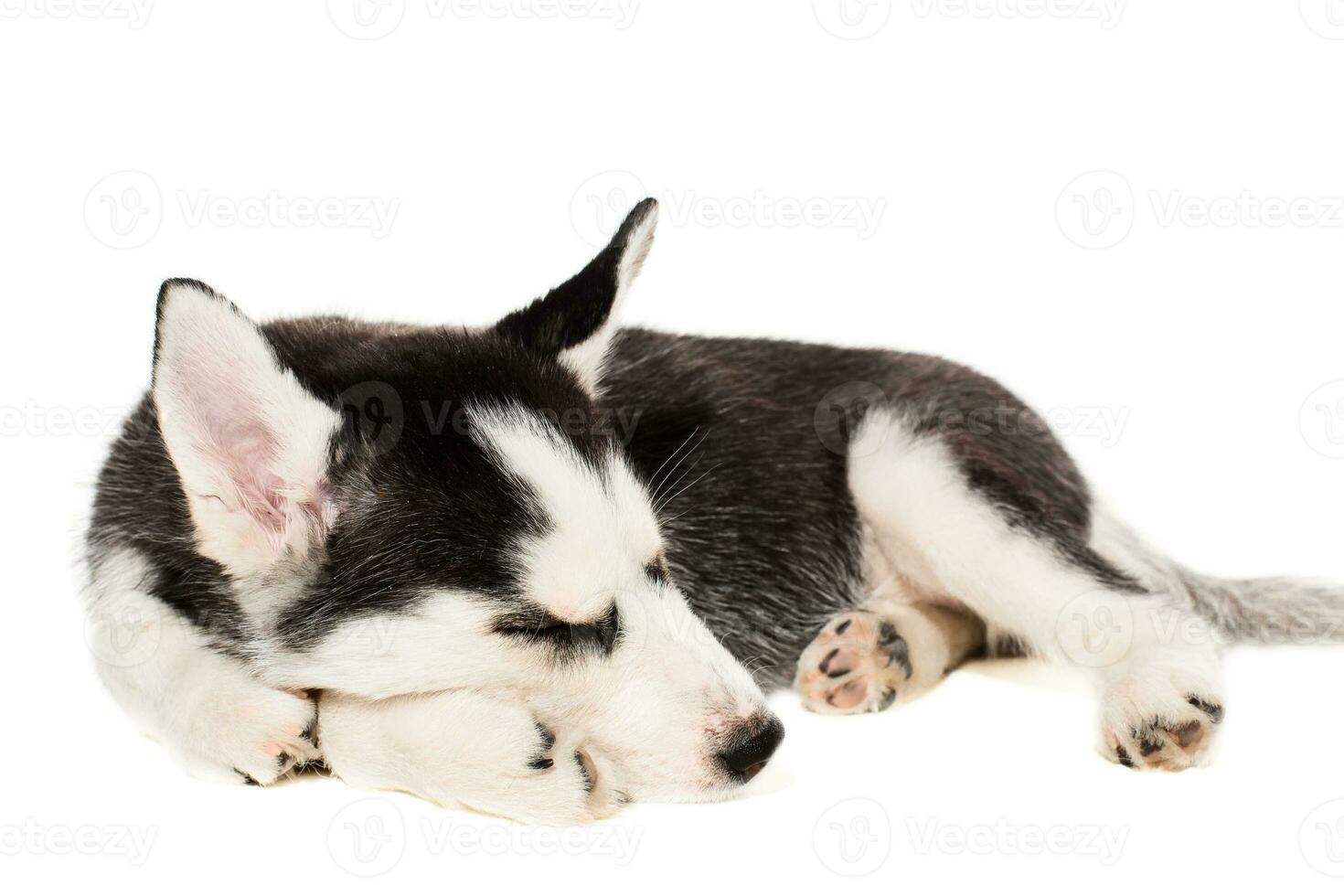 Cute little husky puppy isolated on white background photo
