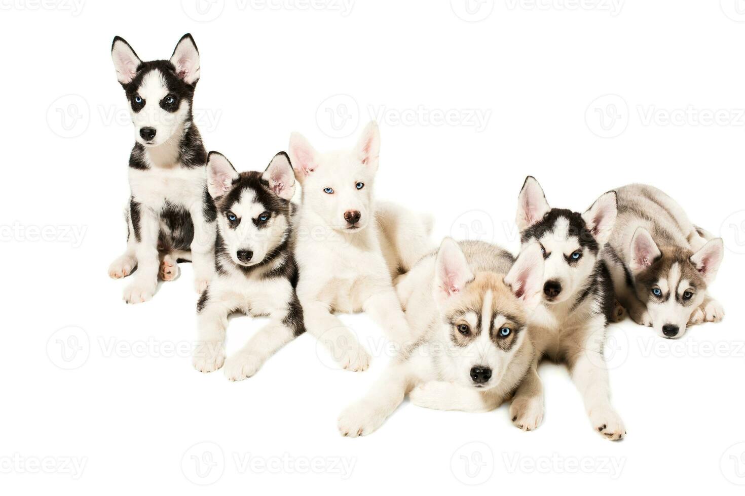 Group of puppies breed the Huskies isolated on white background photo