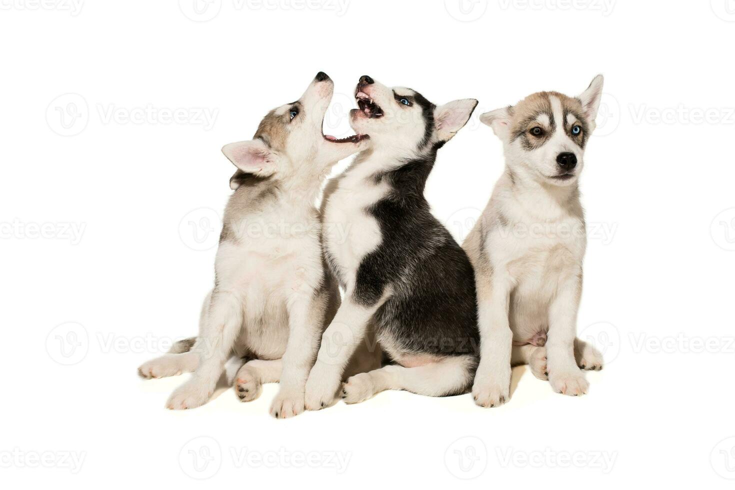 Group of puppies breed the Huskies isolated on white background photo