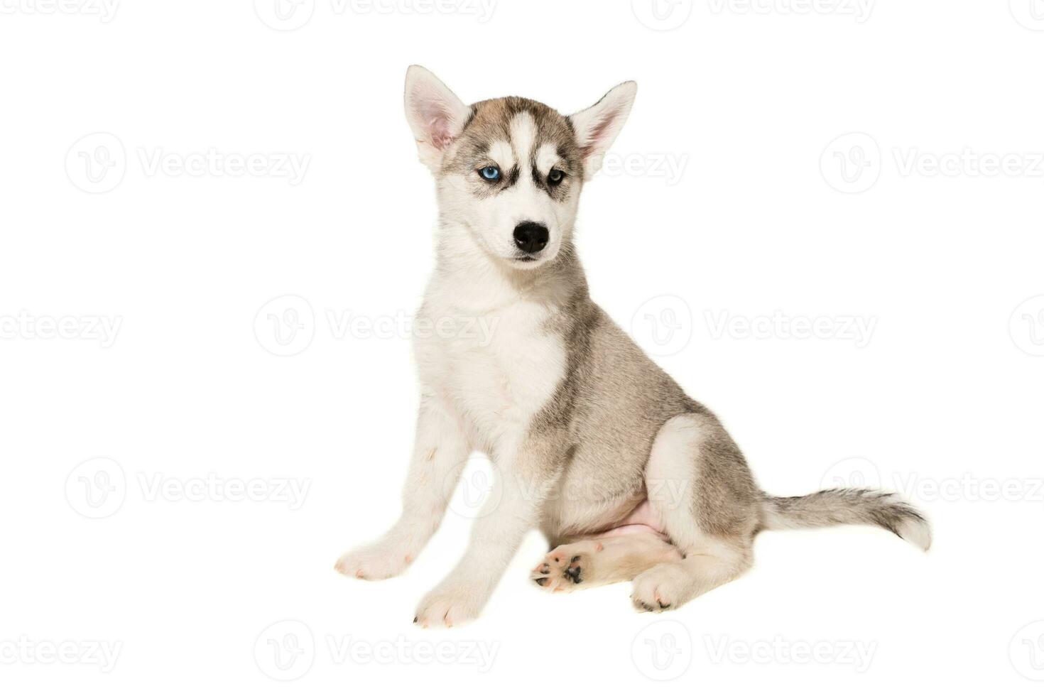 Cute little husky puppy isolated on white background photo